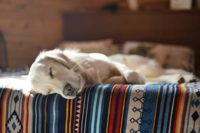 A golden retriever dozing on a bed under a striped blanket