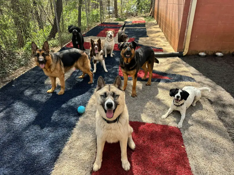 A group of happy dogs in a fenced outdoor play yard