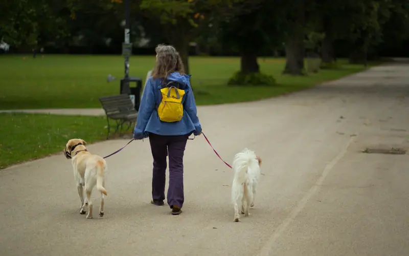 A woman with a yellow rucksack walking two dogs along a tree-lined park path