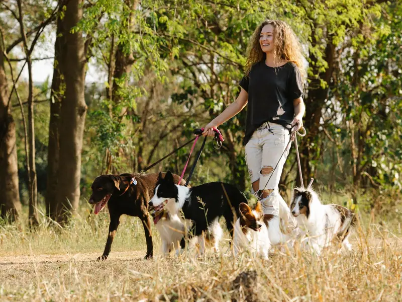 A smiling dog walker on a sunlit woodland path with several dogs on leads