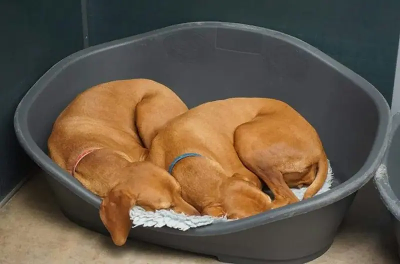 Two ginger dogs curled up asleep together in a dog bed in a clean kennel