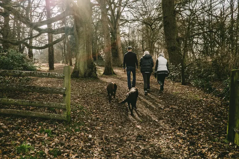 Three people walking two dogs along a leaf-covered woodland path in autumn